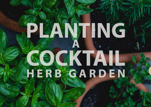 PLANT A COCKTAIL HERB GARDEN